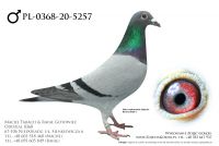 PL-0368-20-5257 - prawdopodobnie samczyk