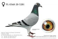 PL-0368-20-5281 - prawdopodobnie samiczka