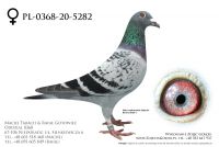 PL-0368-20-5282 - prawdopodobnie samiczka