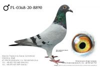 PL-0368-20-8890 - prawdopodobnie samczyk