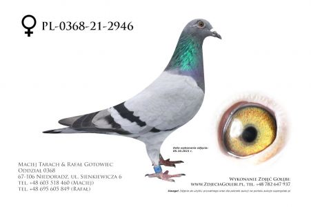 PL-0368-21-2946 - prawdopodobnie samica - linia Abrahama