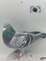 PL-0368-21-5587 Gołąb Lotowy