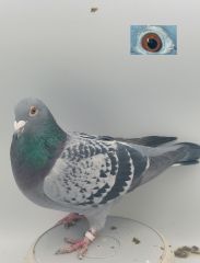 PL-0368-21-5587 Gołąb Lotowy