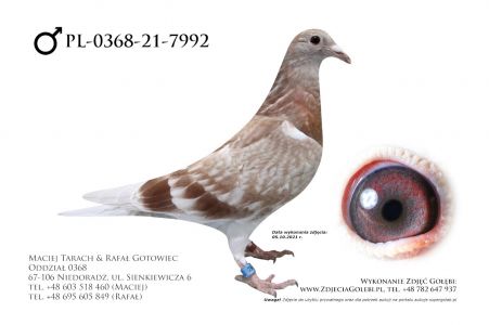 PL-0368-21-7992 - prawdopodobnie samiec - syn 9 lotnika Oddziału 0368 Zielona Góra