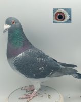 PL-0368-22-8792 Lotowany na WG Super Golab