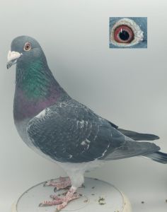 PL-0368-22-8792 Lotowany na WG Super Golab