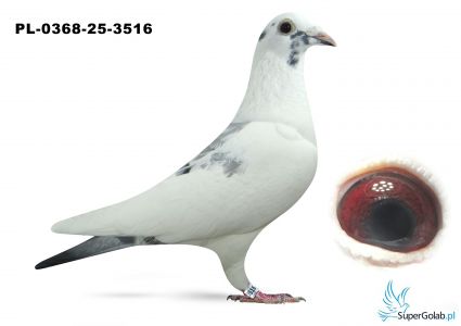 PL.0368-25-3516
