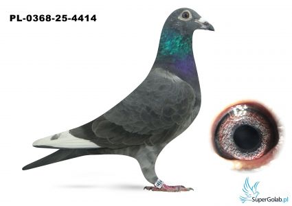 PL.0368-25-4414
