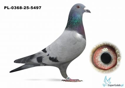 PL.0368-25-5497