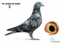 PL-0368-25-5666 Dziębór- Trochim