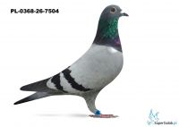 PL-0368-26-7504    11 miejsce półfinał - Klementyna- Eliza 