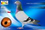 PL-0368-26-7504    11 miejsce półfinał - Klementyna- Eliza 
