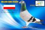 PL-0368-26-799   - 12 gołąb z finału -    Szymański Koziołek