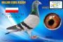 PL-0368-26-799   - 12 gołąb z finału -    Szymański Koziołek