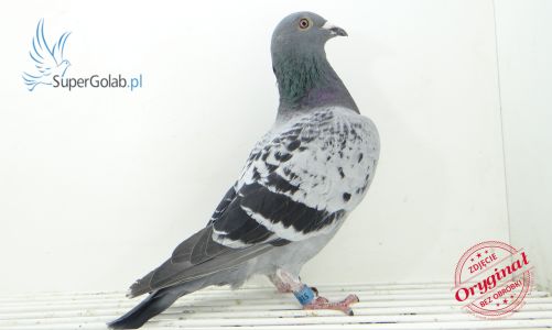 PL-0369-21-5162 - Roman Kostrzewa