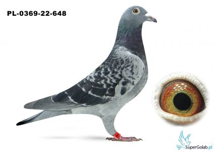 PL_0369-22-648 Borowiak Bogdan - 66 lotnik WG, 64 gołąb z finału 