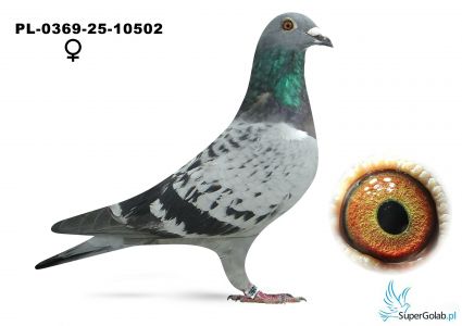 PL-0369-25-10502 - 3 lotnik WG- Ukraiński Krzysztof