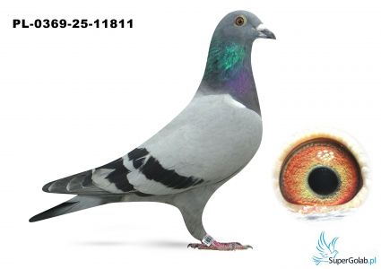 PL.0369-25-11811