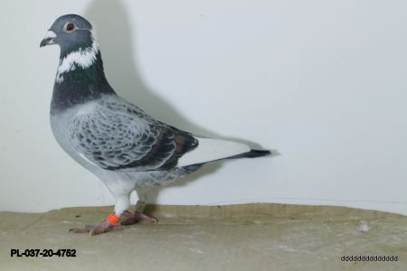 PL-037-20-4752  Meulemans