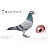 PL-0370-10-7520, z hodowwli IKD Łepuch