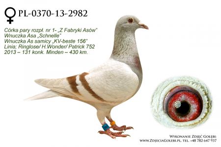 PL-0370-13-2982, córka pary rozpłodowej nr 1 o nazwie Fabryka Asów