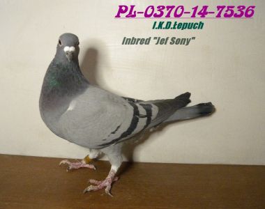 PL-0370-14-7536 I.K.D.Łepuch Houben linia 