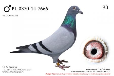 PL-0370-14-7666- oryg IKD Łepuch