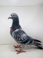 PL-0370-14-7698 100% Jan Dons oryg IKD. ŁEPUCH