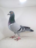 PL-0370-15-3520 Peter vd Merwe x Koopman oryg IKD ŁEPUCH