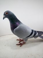 PL-0370-15-3587 100% Marcel Aelbrecht oryg IKD Łepuch
