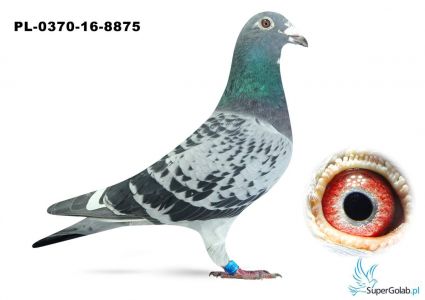 PL-0370-16-8875 - Linia VOS 94