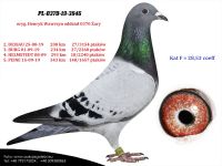 PL-0370-19-3846 SAMICA lotowana na młode - 4 konkursy