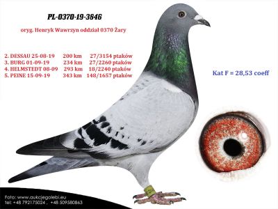 PL-0370-19-3846 SAMICA lotowana na młode - 4 konkursy