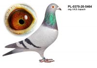 PL-0370-20-5464 org. IKD Łepuch