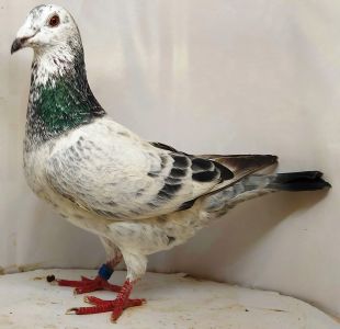 PL-0370-21-12262, szpak, samiec. Przyrodni brat Olimpijczyka z kategorii A , wnuk DV-1083 Mały Ciemny