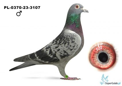 PL-0370-23-3107