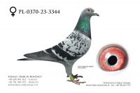 PL-0370-23-3344 - samica