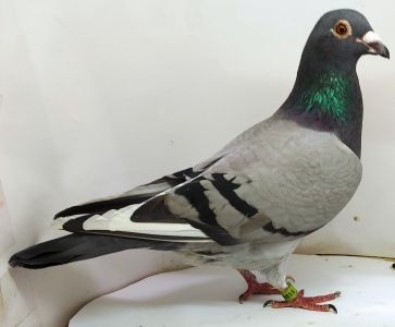 PL-0370-23-5189 np. Córka 6 Asa kat.A Okręgu Ziel.Góra. 2017 – 11 wkł./ 10 konk