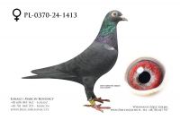 PL-0370-24-1413 - samica