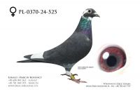 PL-0370-24-525 - samica