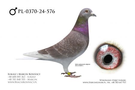 PL-0370-24-576 - samiec