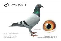 PL-0370-24-6817 - samiec