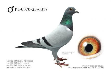 PL-0370-24-6817 - samiec