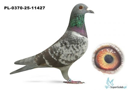 PL-0370-25-11427 FALCO TEAM