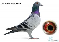 PL-0370-25-11438 FALCO TEAM