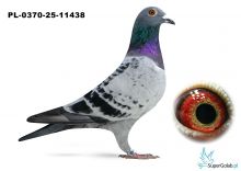 PL-0370-25-11438 FALCO TEAM