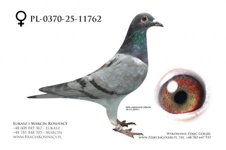 PL-0370-25-11762 - samica