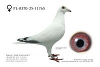 PL-0370-25-11765 - samica