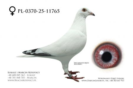 PL-0370-25-11765 - samica