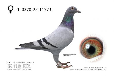 PL-0370-25-11773 - samica